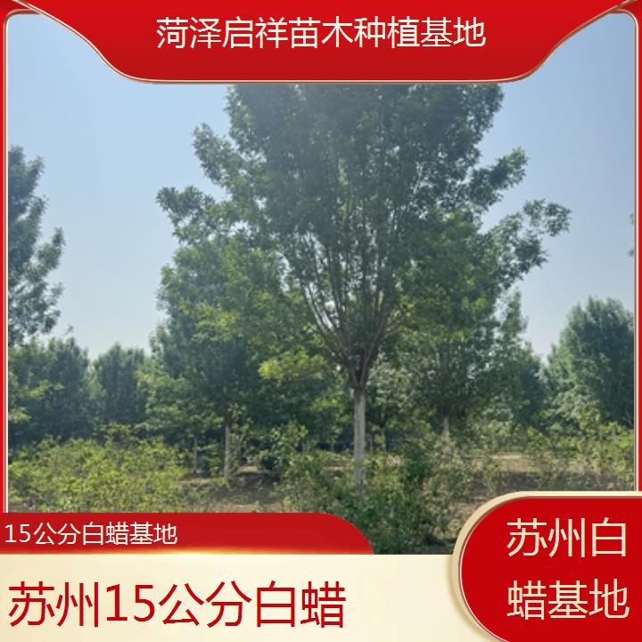 苏州15公分白蜡基地-2024排名一览