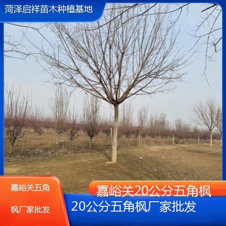 嘉峪关20公分五角枫厂家批发2024排名一览