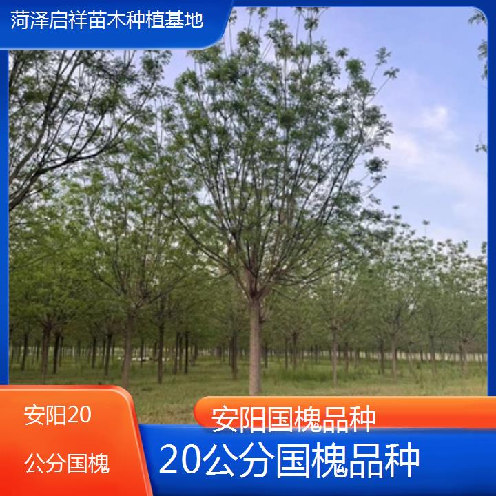 安阳20公分国槐品种-2024排名一览