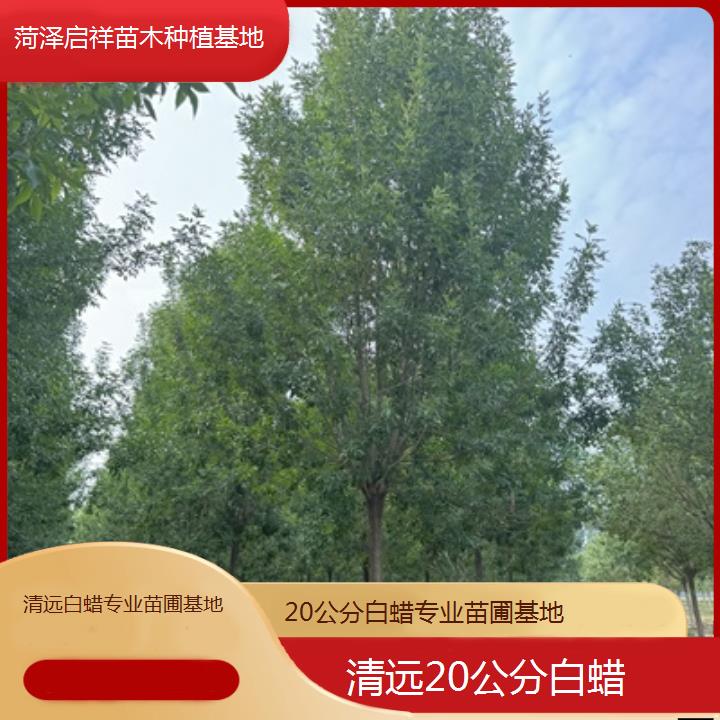 清远20公分白蜡专业苗圃基地-2024排名一览