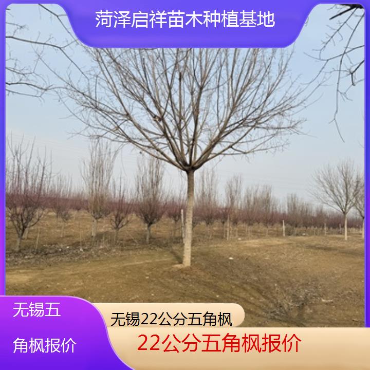 无锡22公分五角枫报价2024排名一览