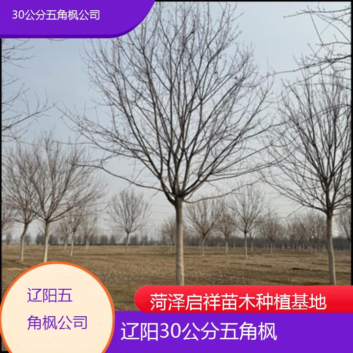 辽阳30公分五角枫公司2024排名一览