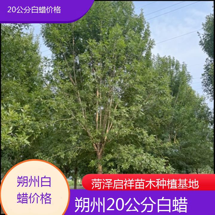 朔州20公分白蜡价格-2024排名一览