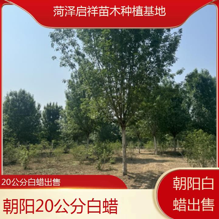 朝阳20公分白蜡出售-2024排名一览