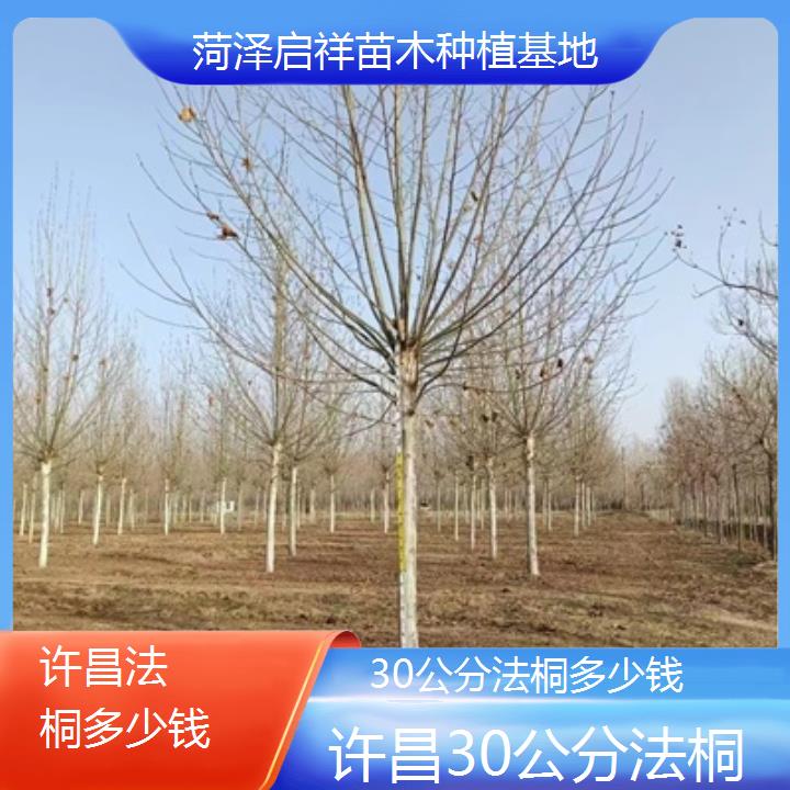 许昌30公分法桐多少钱-2024排名一览