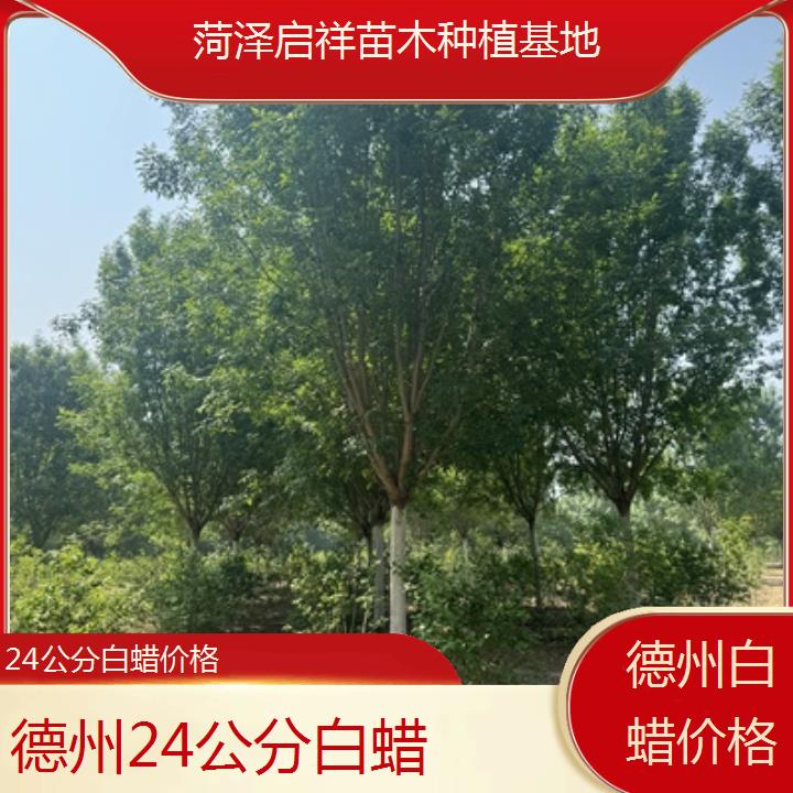 德州24公分白蜡价格-2024排名一览