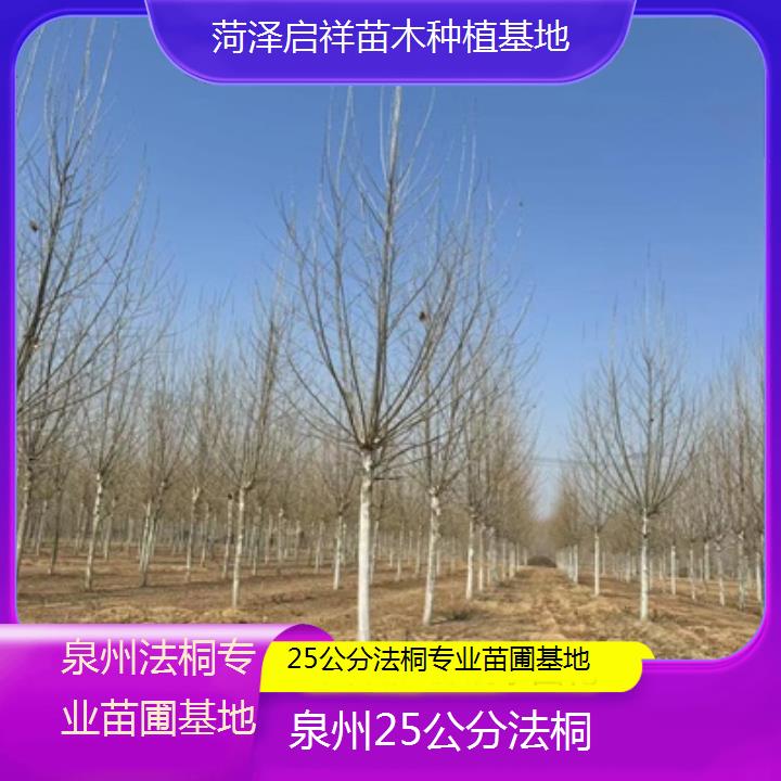 泉州25公分法桐专业苗圃基地-2024排名一览