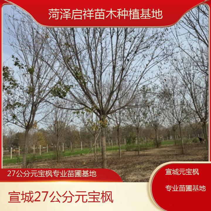 宣城27公分元宝枫专业苗圃基地-2024排名一览