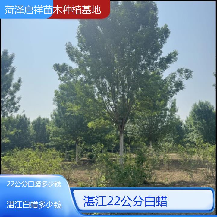 湛江22公分白蜡多少钱-2024排名一览