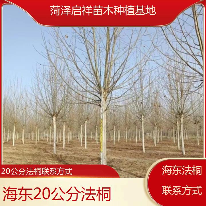 海东20公分法桐联系方式-2024排名一览