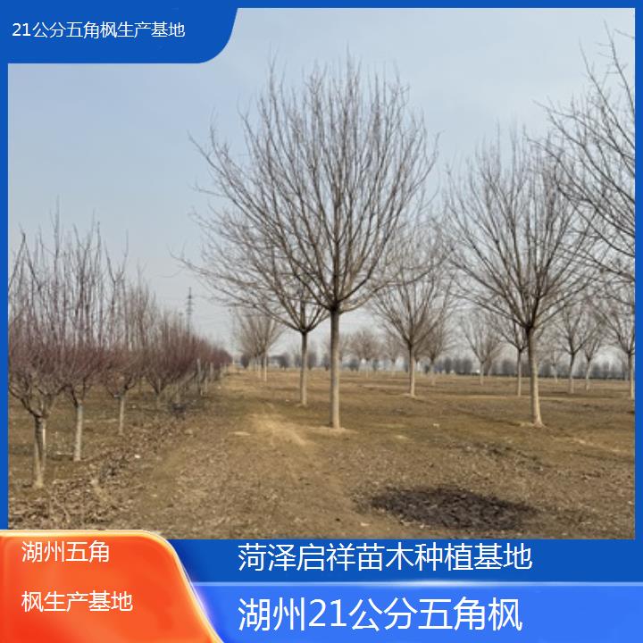 湖州21公分五角枫生产基地2024排名一览