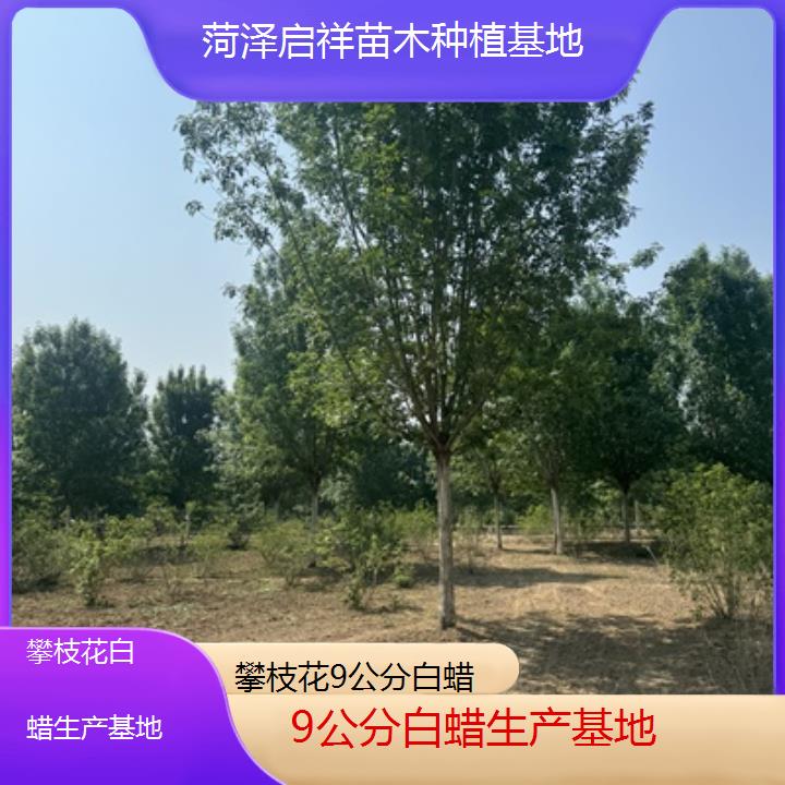 攀枝花9公分白蜡生产基地-2024排名一览