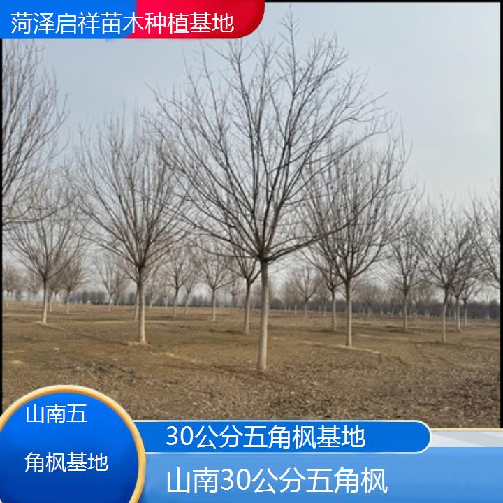 山南30公分五角枫基地2024排名一览