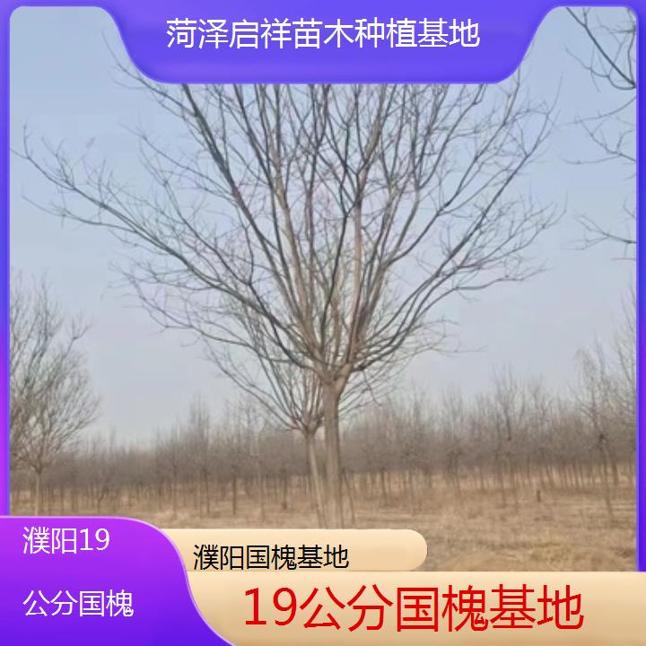 濮阳19公分国槐基地-2024排名一览