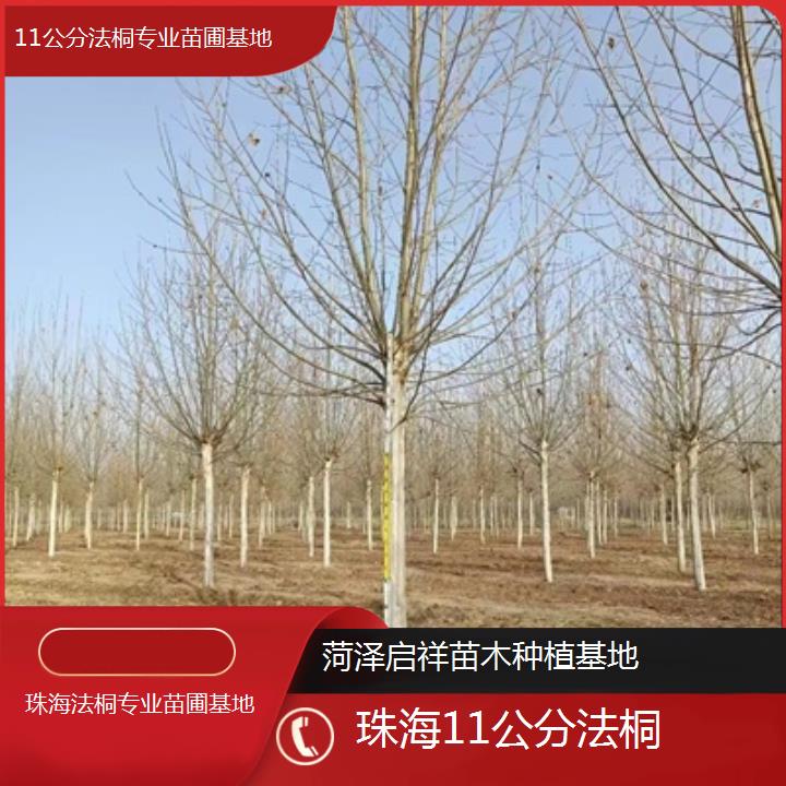 珠海11公分法桐专业苗圃基地-2024排名一览