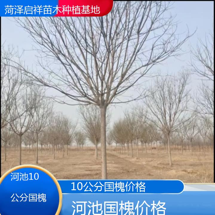 河池10公分国槐价格-2024排名一览