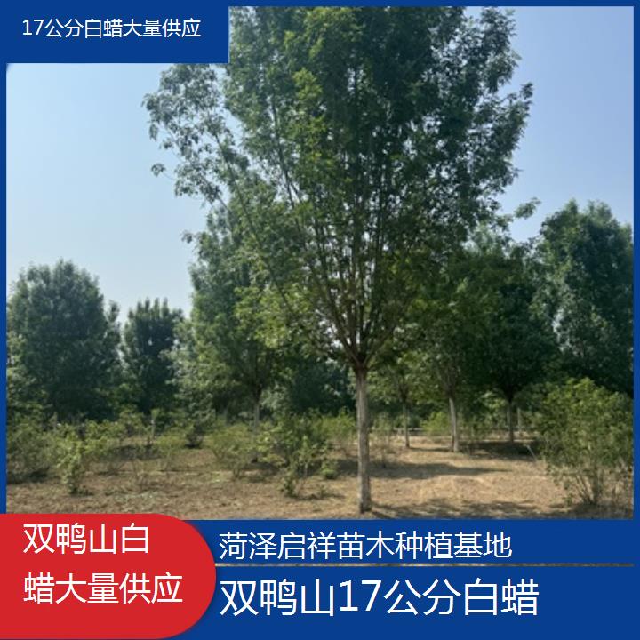 双鸭山17公分白蜡大量供应-2024排名一览