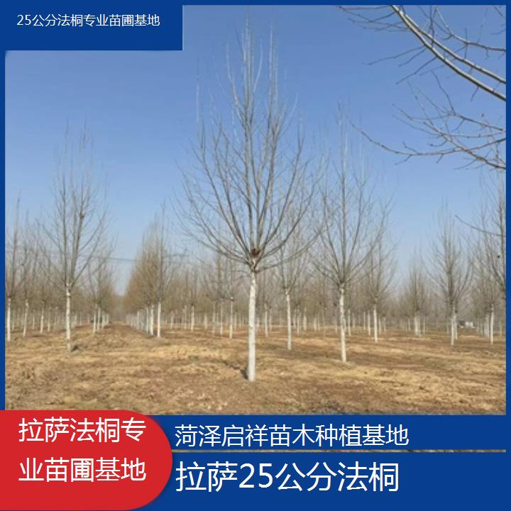 拉萨25公分法桐专业苗圃基地-2025价格一览表