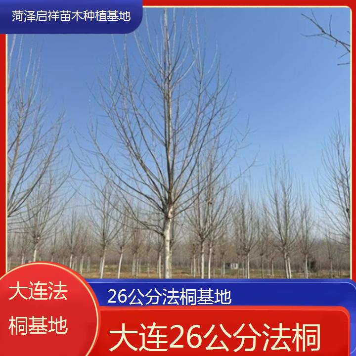 大连26公分法桐基地-2025价格一览表