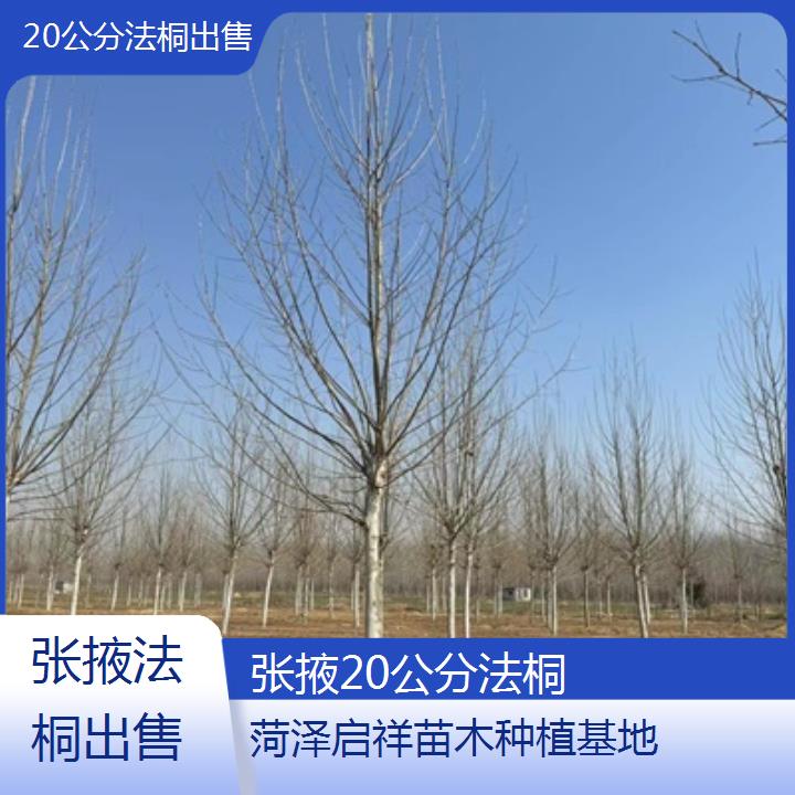 张掖20公分法桐出售-2025价格一览表