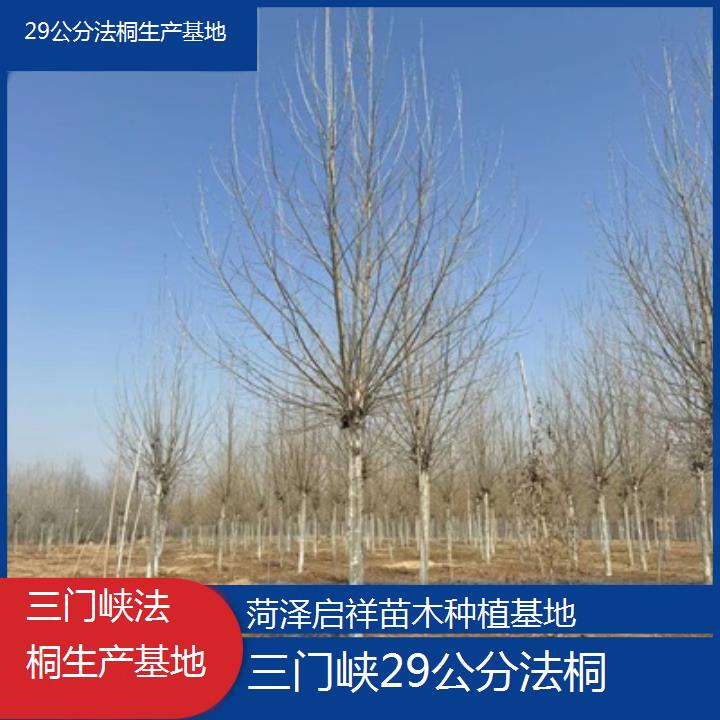 三门峡29公分法桐生产基地-2025价格一览表