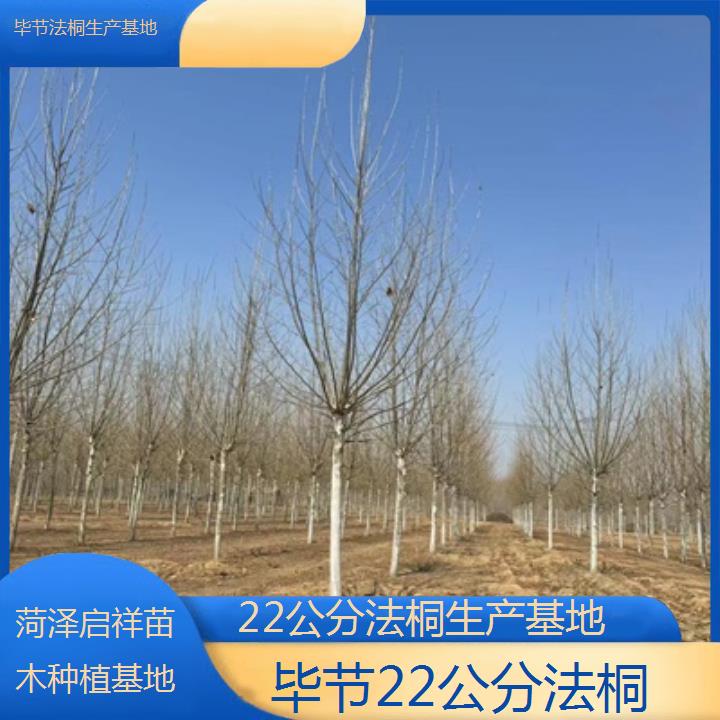 毕节22公分法桐生产基地-2025价格一览表