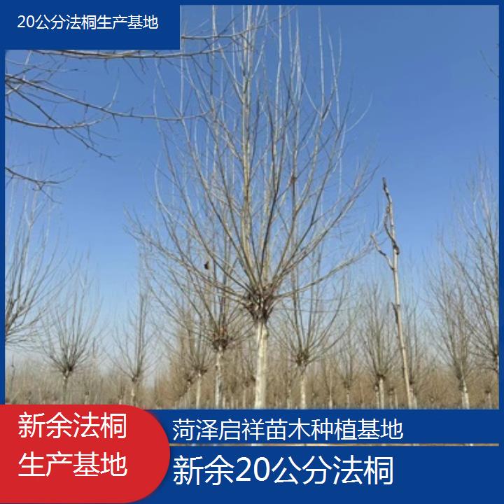 新余20公分法桐生产基地-2025价格一览表