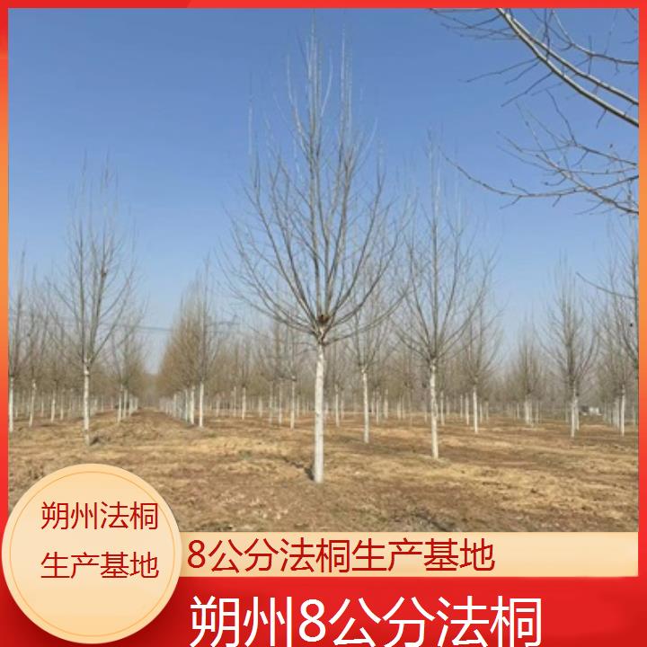 朔州8公分法桐生产基地-2025价格一览表