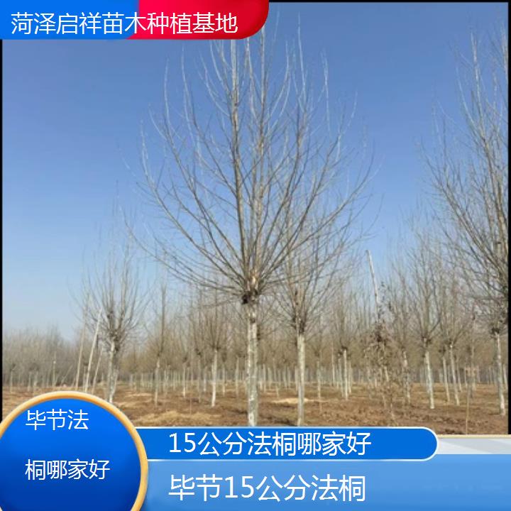 毕节15公分法桐哪家好-2025价格一览表