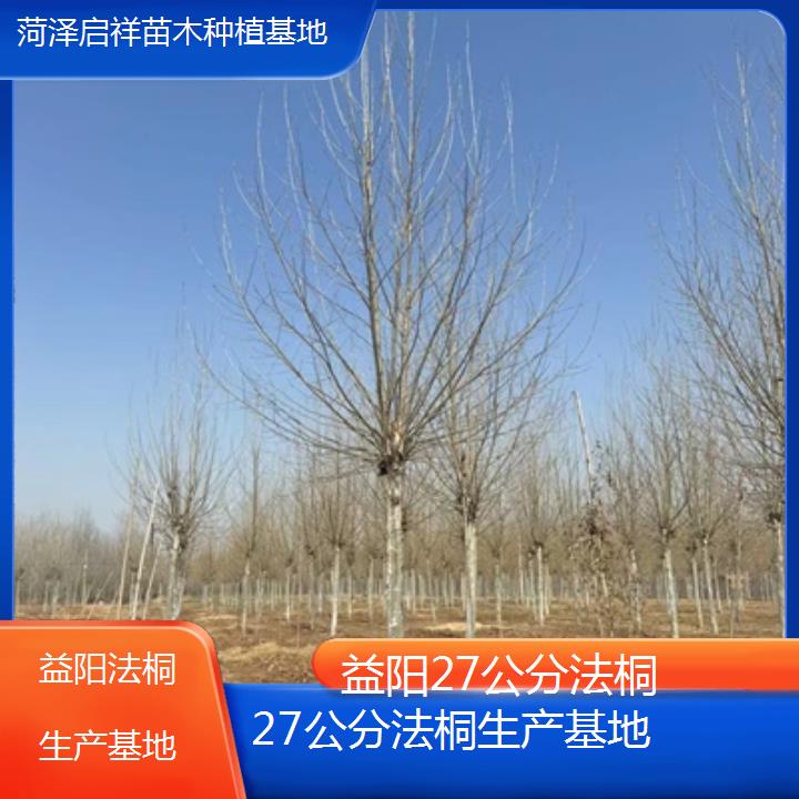 益阳27公分法桐生产基地-2025价格一览表