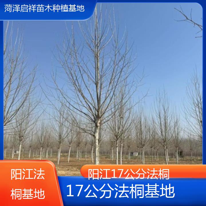 阳江17公分法桐基地-2025价格一览表