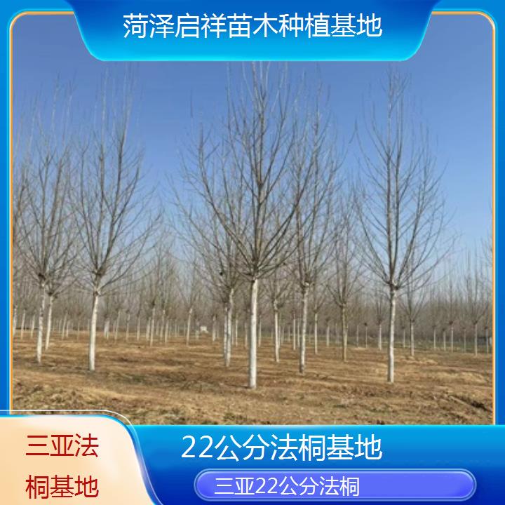 三亚22公分法桐基地-2025价格一览表