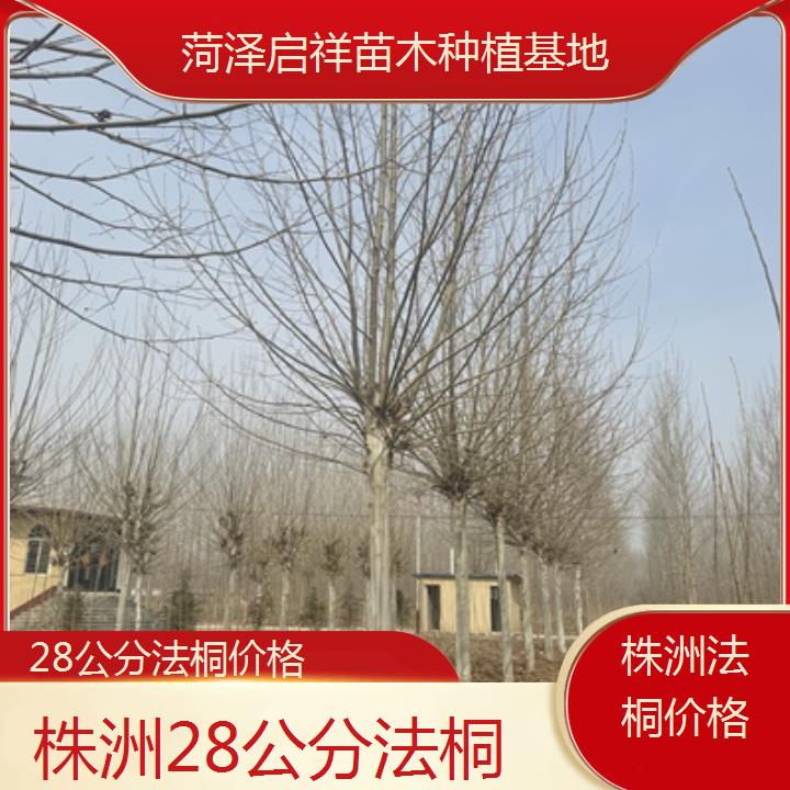 株洲28公分法桐价格-2025价格一览表