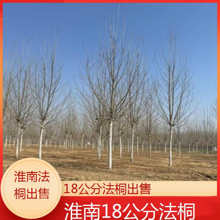 淮南18公分法桐出售-2025价格一览表