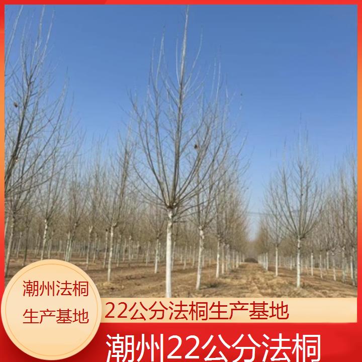 潮州22公分法桐生产基地-2025价格一览表