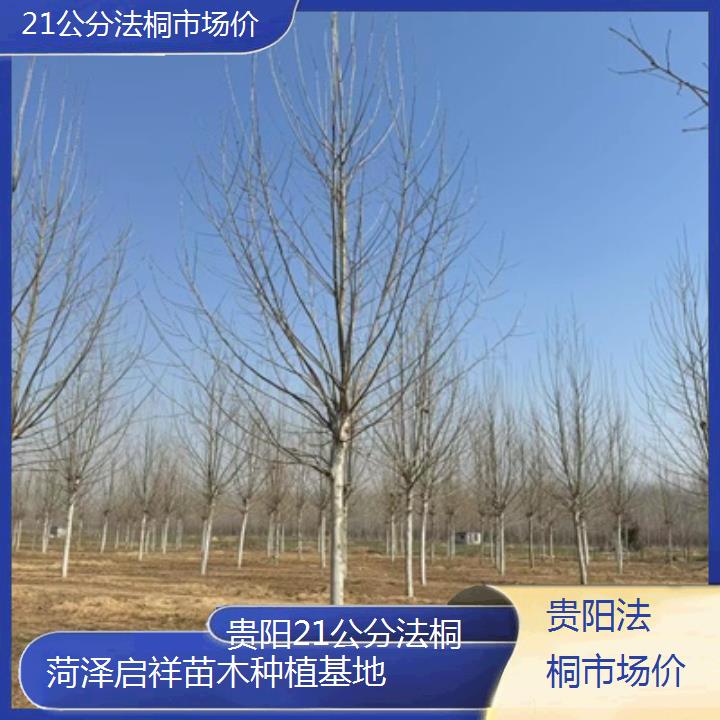 贵阳21公分法桐市场价-2025价格一览表