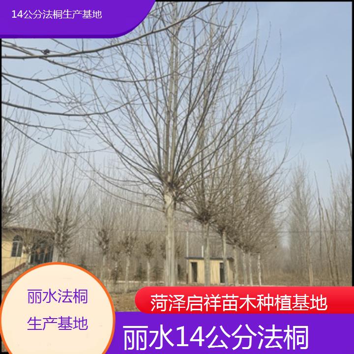 丽水14公分法桐生产基地-2025价格一览表