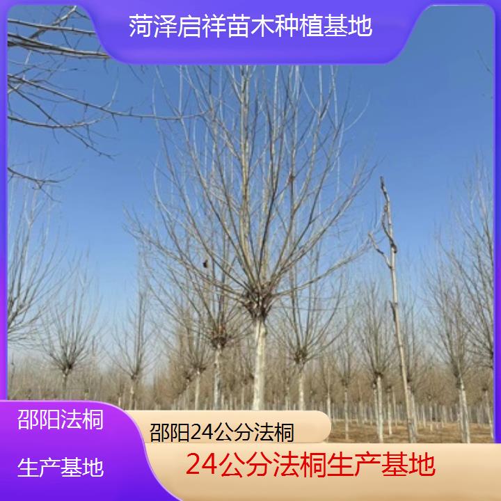 邵阳24公分法桐生产基地-2025价格一览表