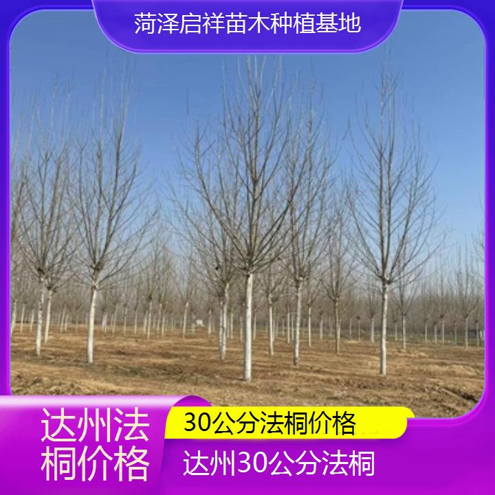 达州30公分法桐价格-2025价格一览表