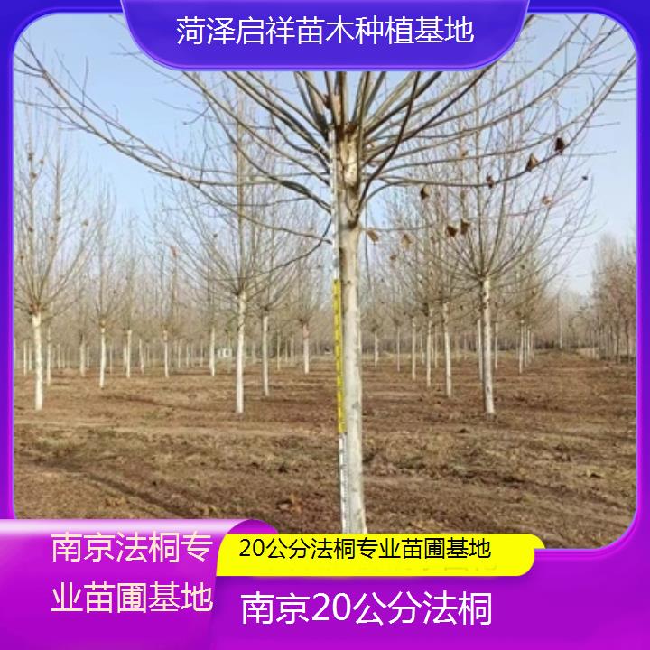 南京20公分法桐专业苗圃基地-2025价格一览表