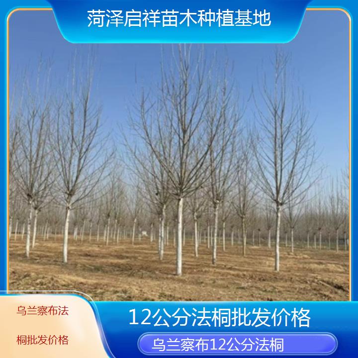 乌兰察布12公分法桐批发价格-2025价格一览表