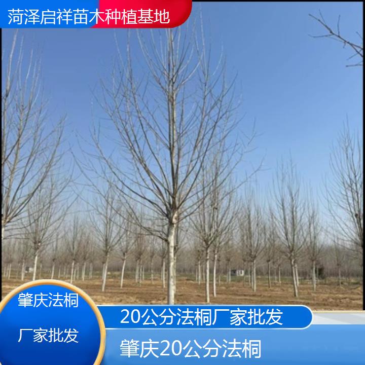 肇庆20公分法桐厂家批发-2025价格一览表