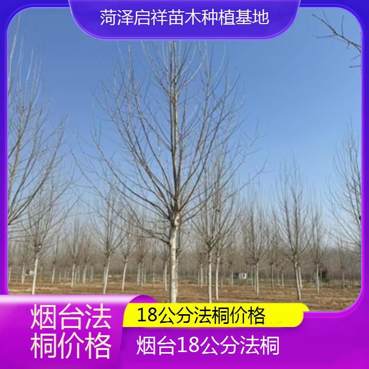 台18公分法桐价格-2025价格一览表