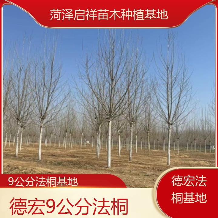 德宏9公分法桐基地-2025价格一览表