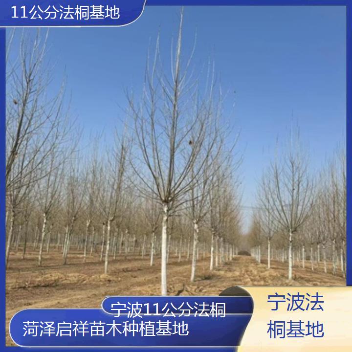 宁波11公分法桐基地-2025价格一览表