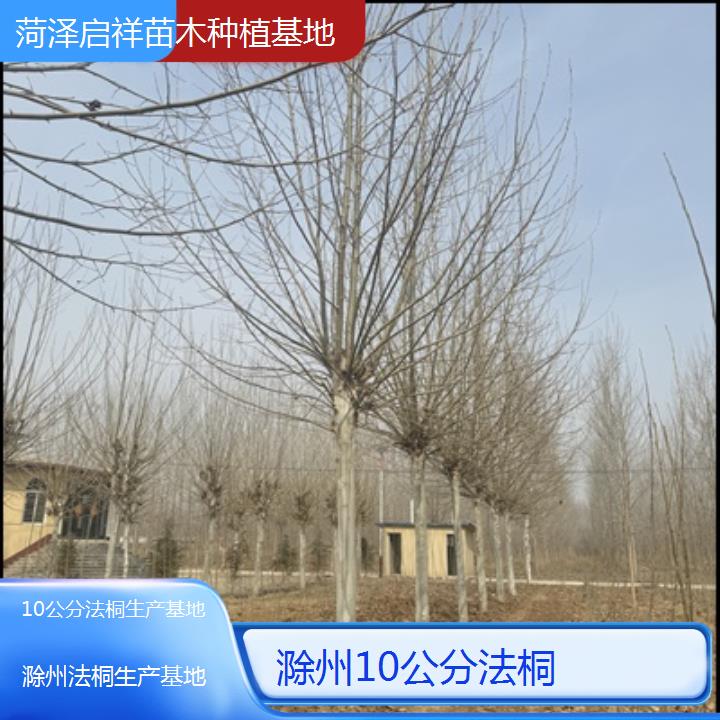 滁州10公分法桐生产基地-2025价格一览表