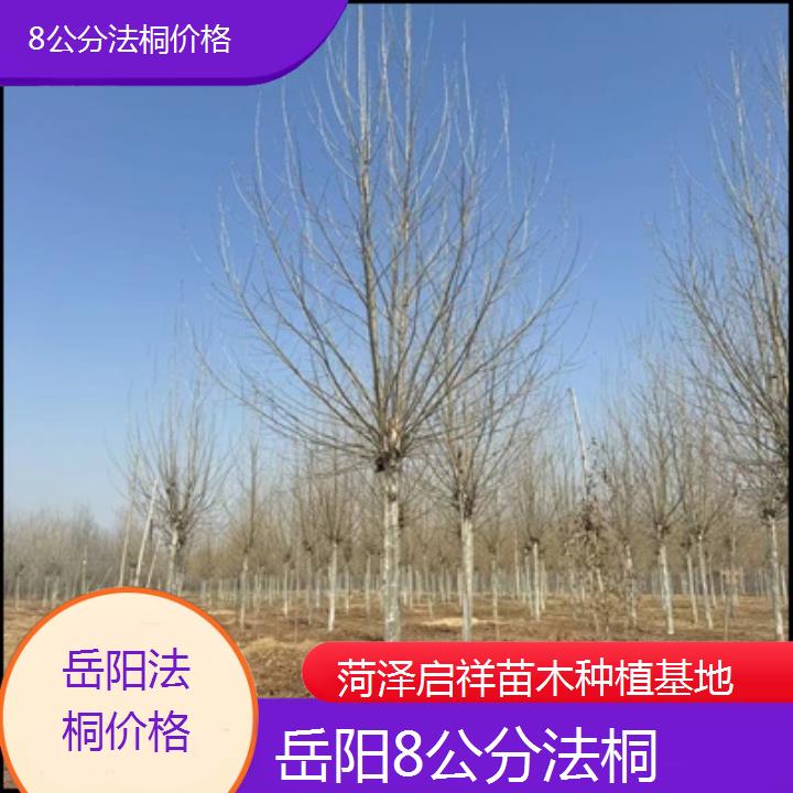 岳阳8公分法桐价格-2025价格一览表