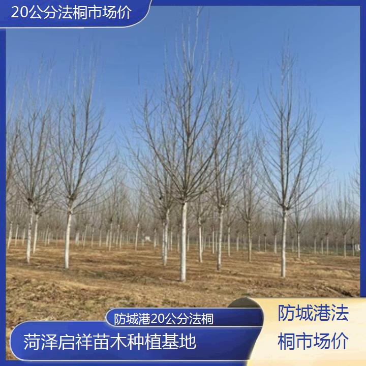 防城港20公分法桐市场价-2025价格一览表