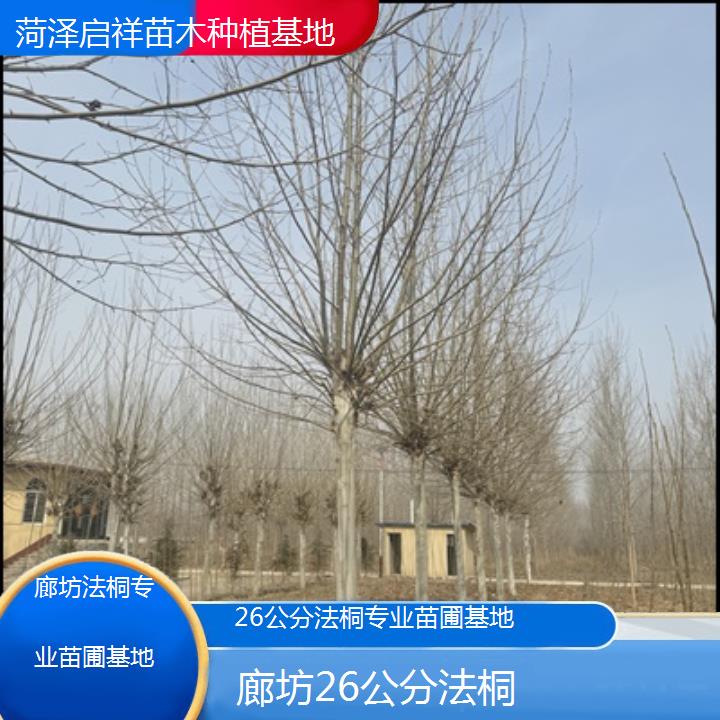 廊坊26公分法桐专业苗圃基地-2025价格一览表