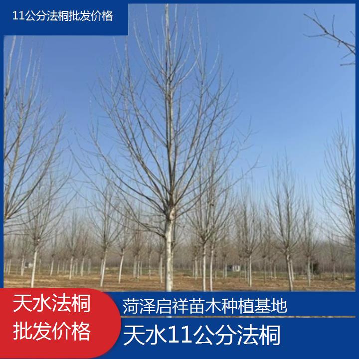 天水11公分法桐批发价格-2025价格一览表